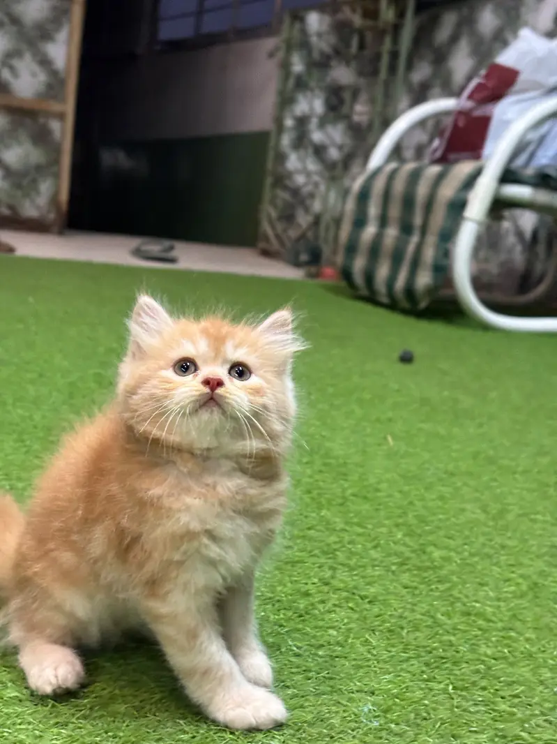 Persian semi punch/punch face kittens male female both available — photo 4