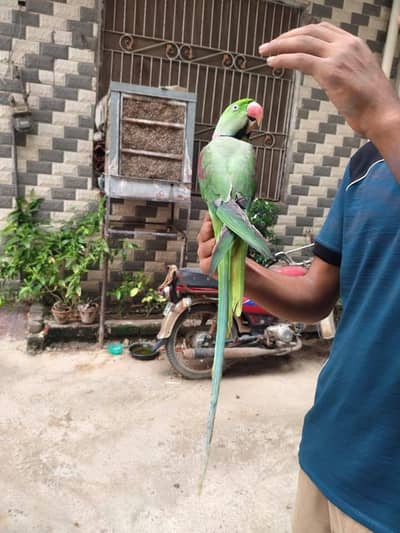 raw parrot male