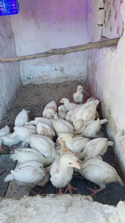 Paper white heera chicks available