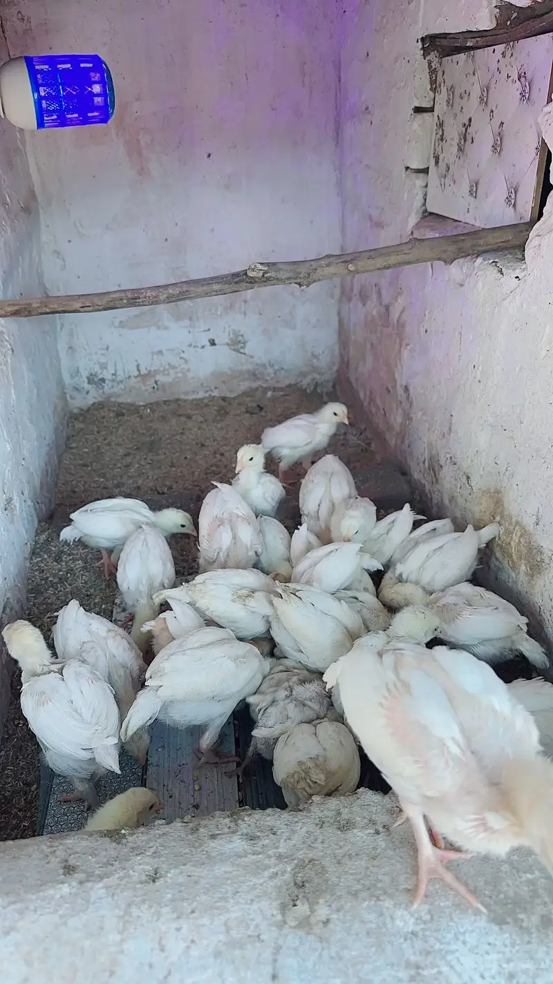 Paper white heera chicks available — photo 3