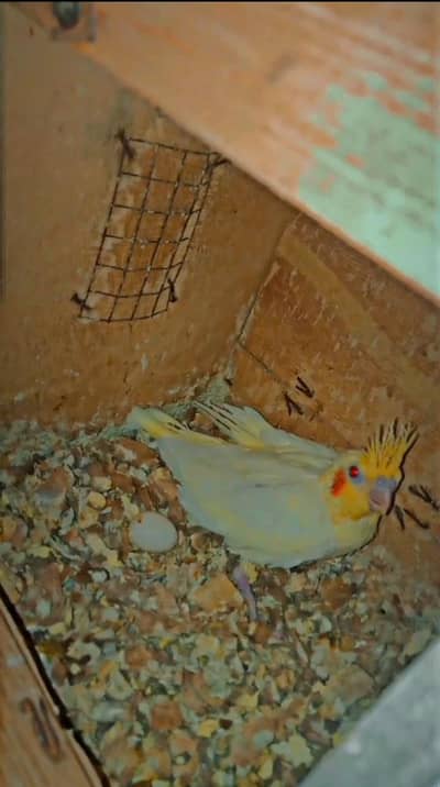 Cocktail Chicks