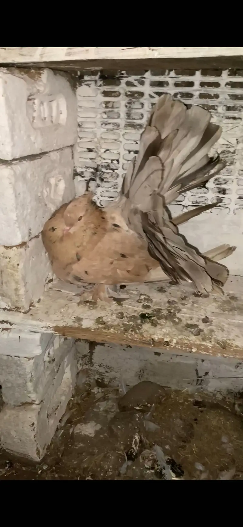 AMERICAN ALMOND MALE OR WHITE Female 03115733578 — photo 3