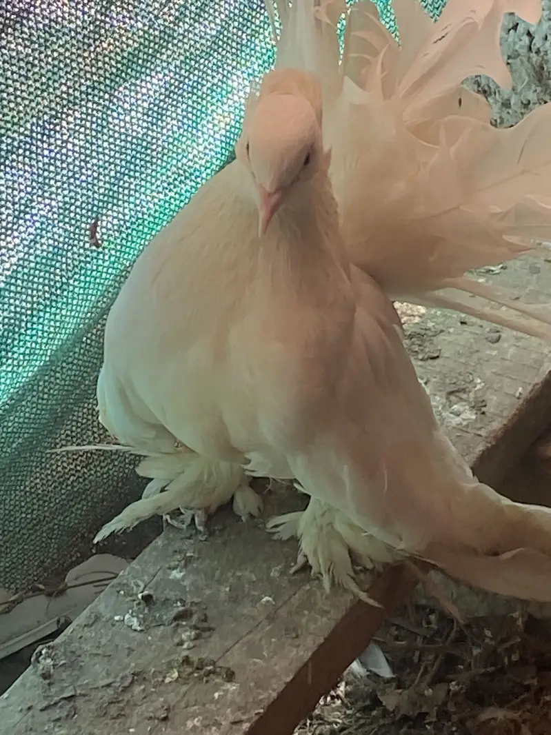 AMERICAN ALMOND MALE OR WHITE Female 03115733578 — photo 5