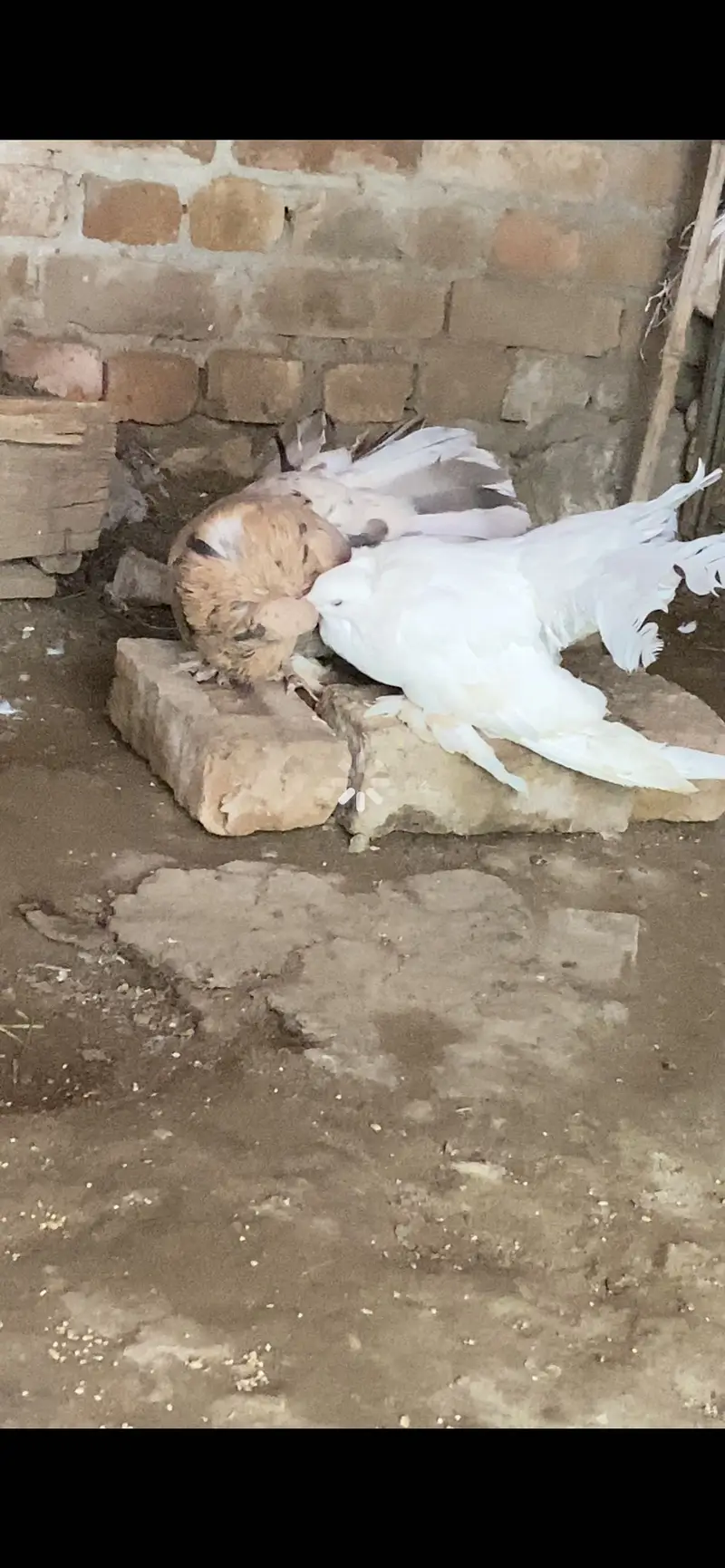 AMERICAN ALMOND MALE OR WHITE Female 03115733578 — photo 11