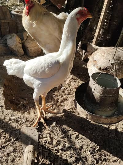 Pure White Shamo Female for Sale
