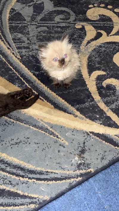 Cute kittens