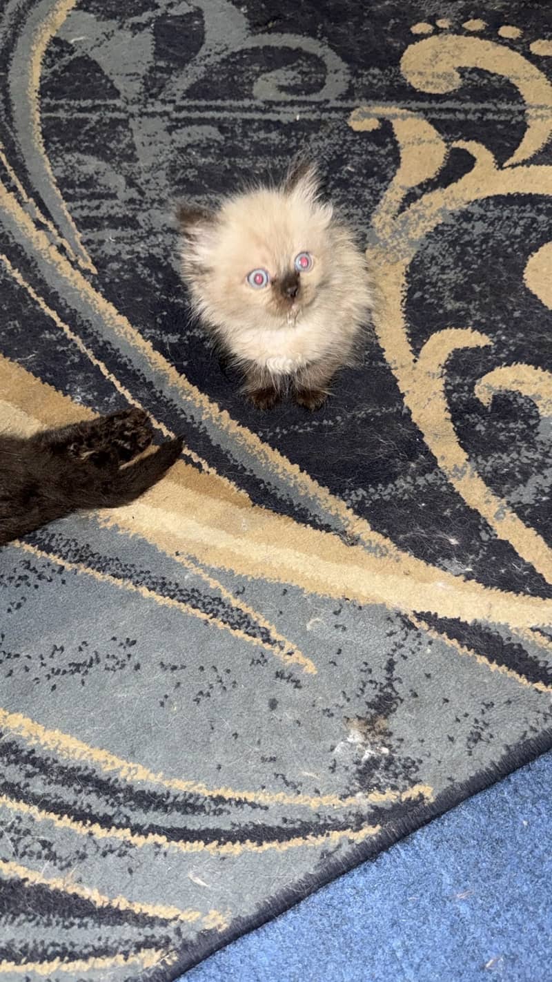 Kittens 0