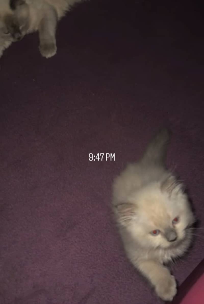 Kittens 10