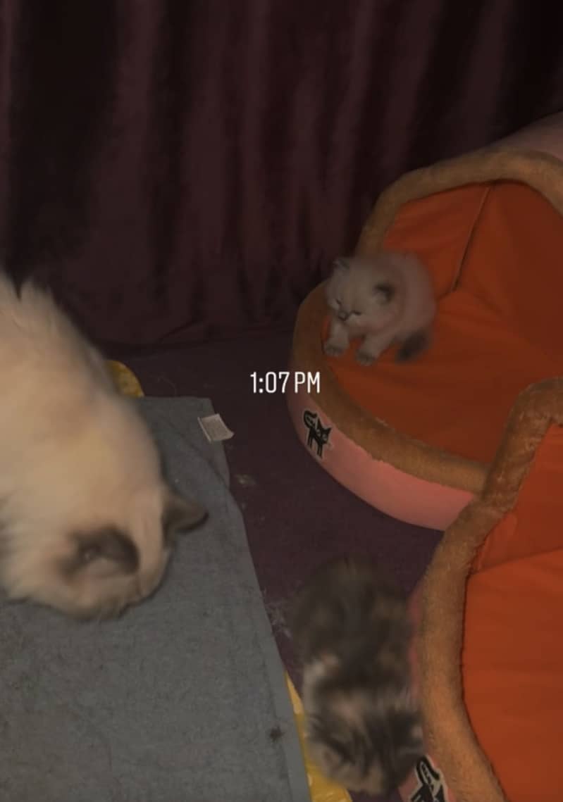 Kittens 11