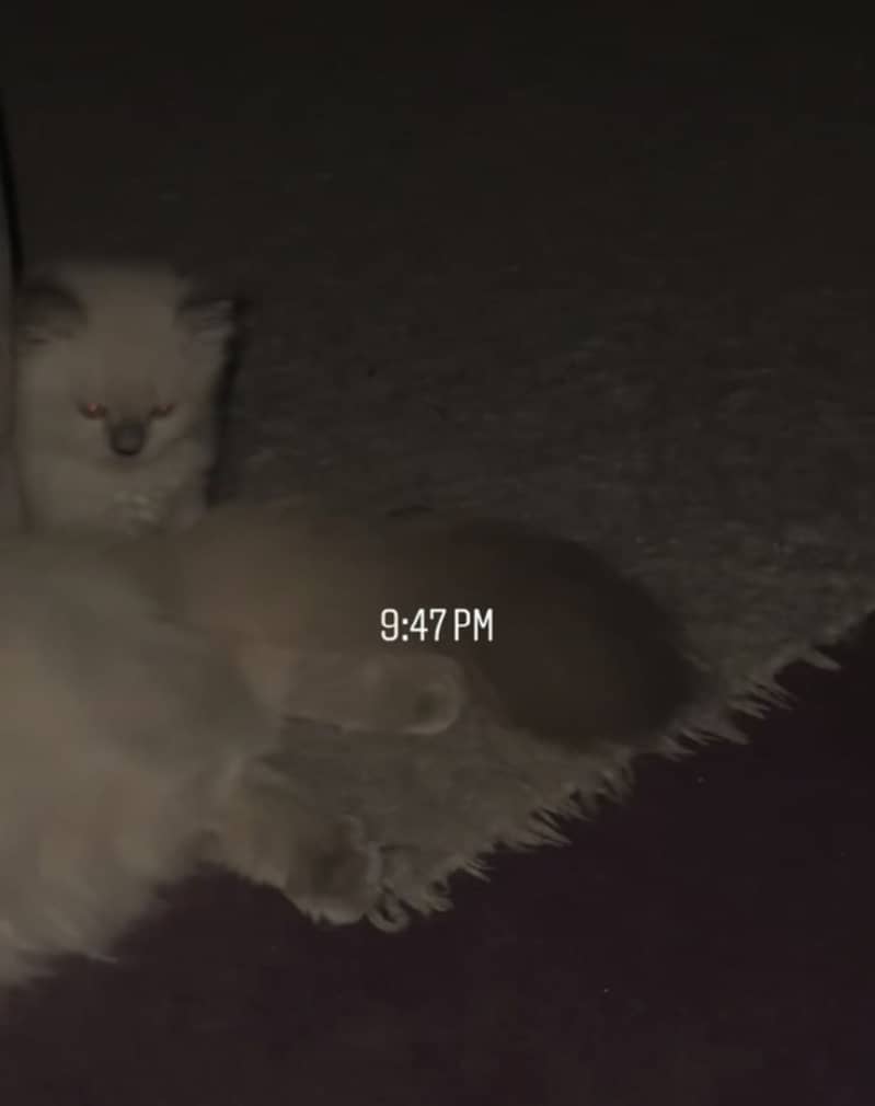 Kittens 12