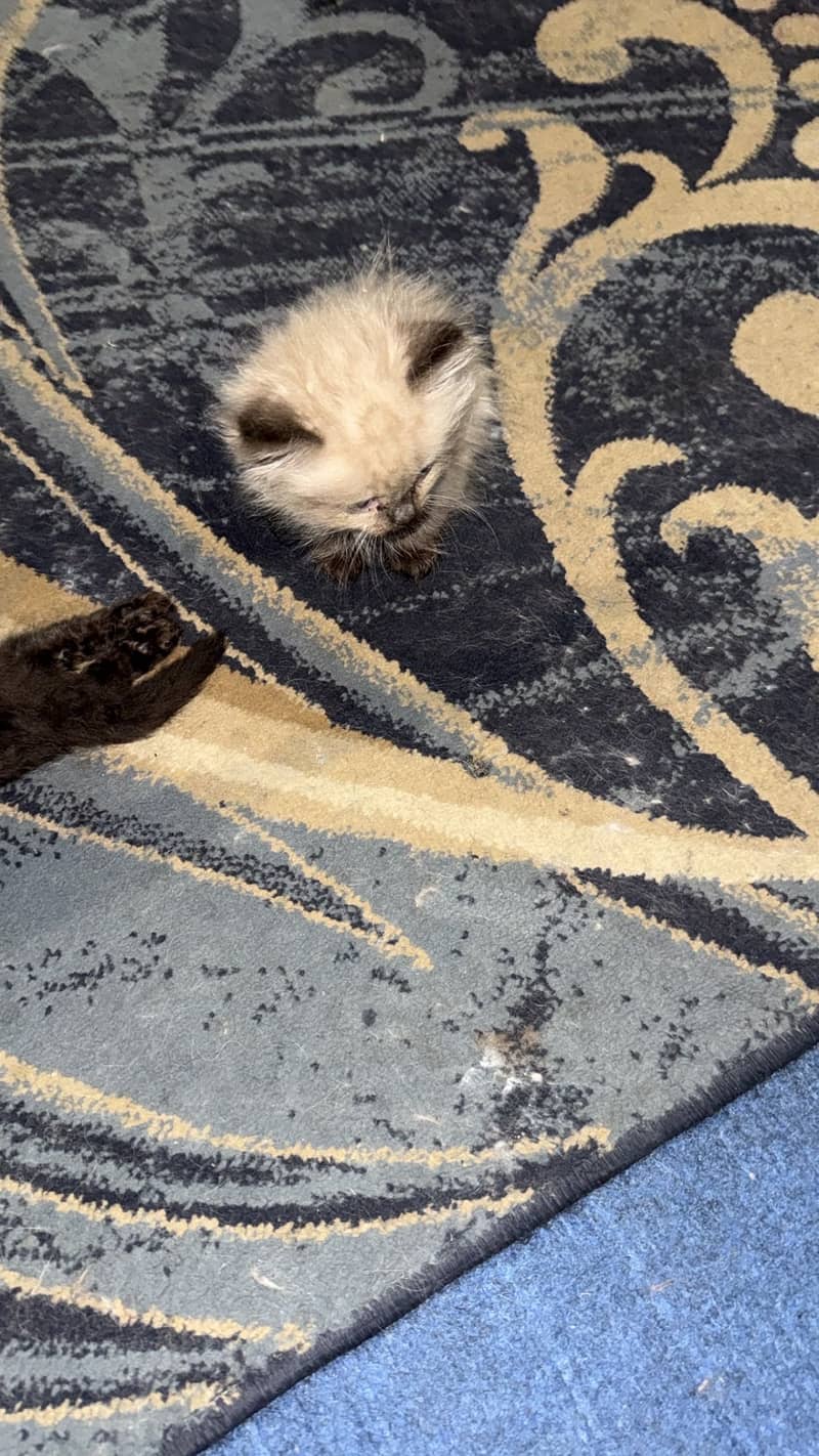 Kittens 13