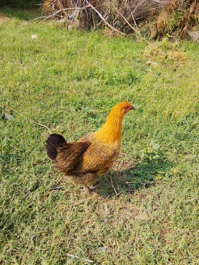 heavy golden buff