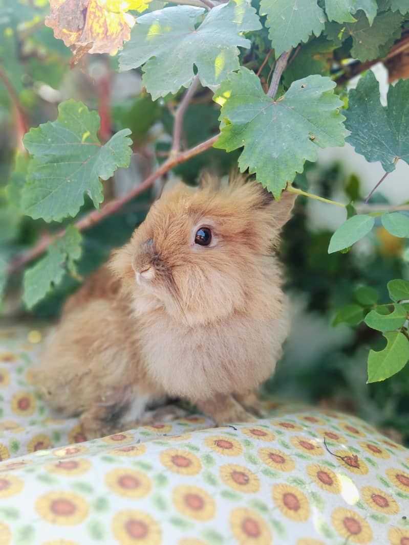 Rabbits 0