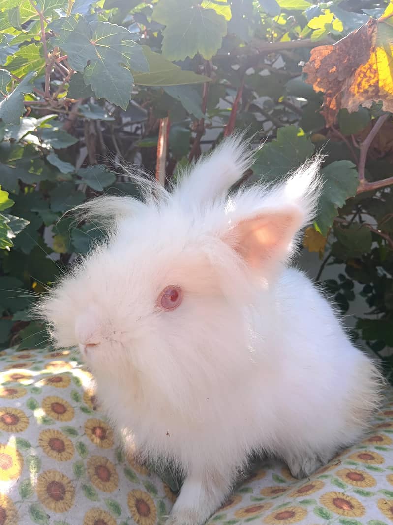 Rabbits 1