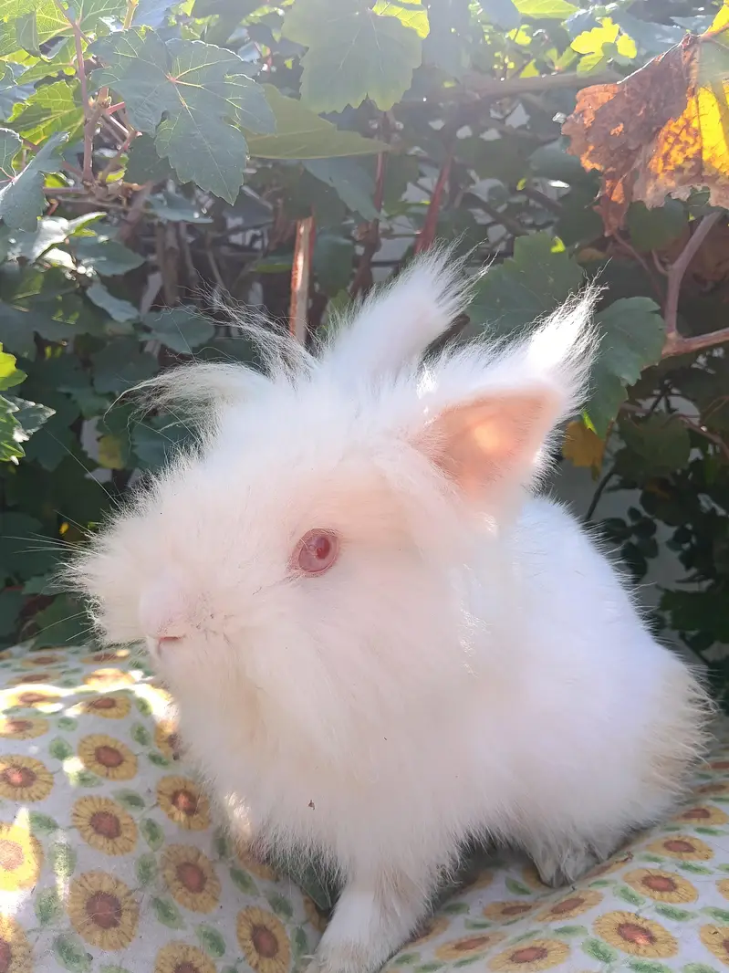 Rabbits — photo 2