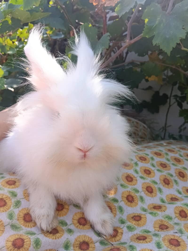 Rabbits 2
