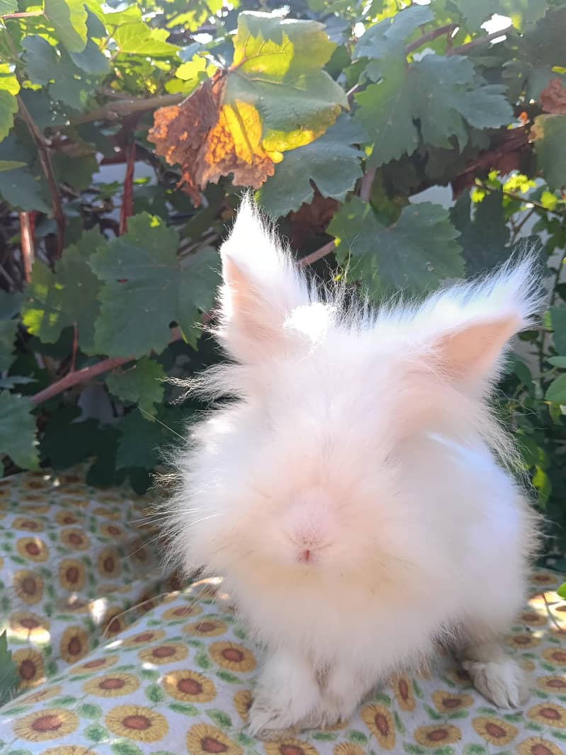 Rabbits 3
