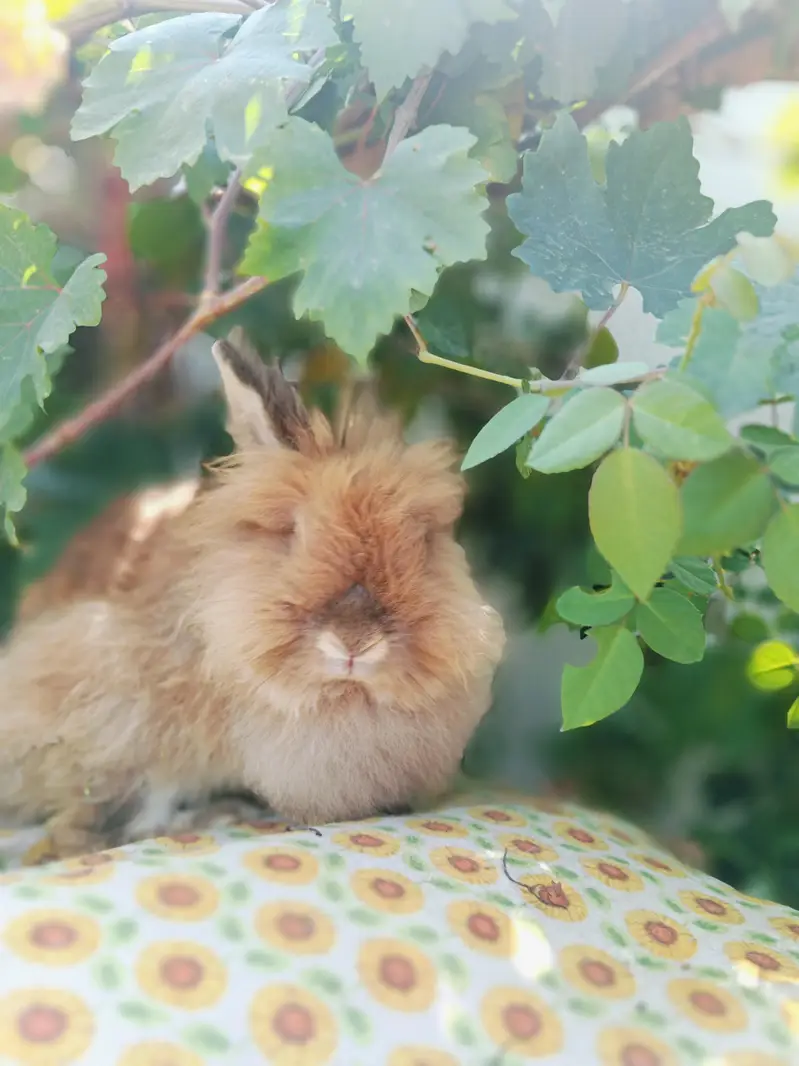Rabbits — photo 5