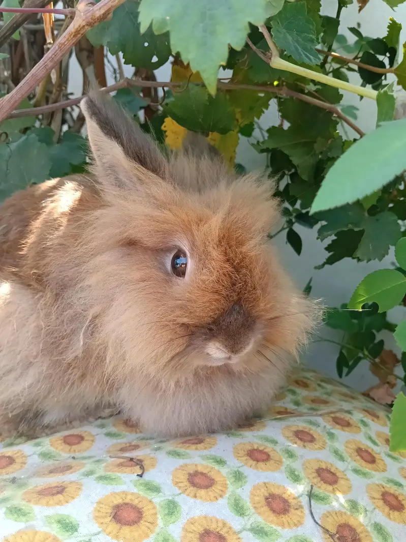 Rabbits — photo 6
