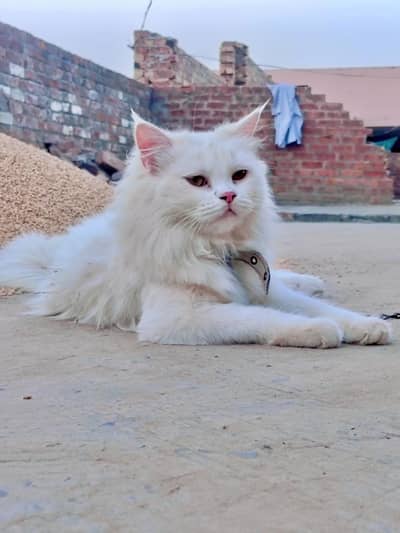 Mare Ghar waly ni rakhne dy rhy