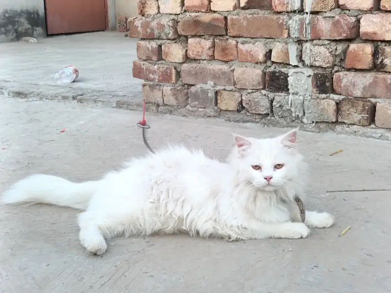 Mare Ghar waly ni rakhne dy rhy — photo 2