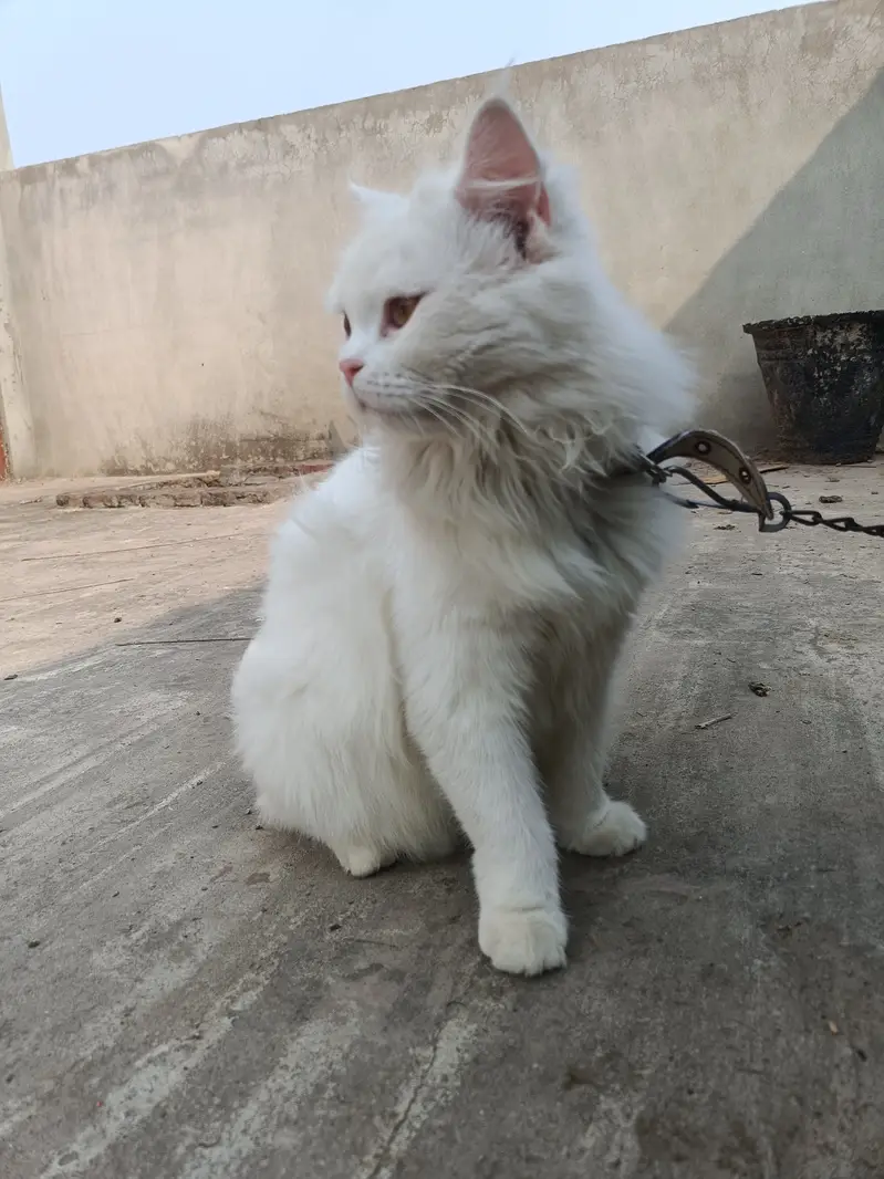Mare Ghar waly ni rakhne dy rhy — photo 5