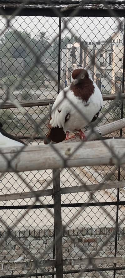 male 4 sale,watsp03074292160