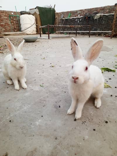 red eyes breeder pair