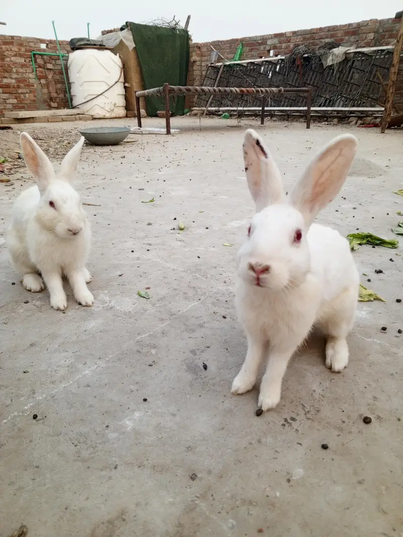 red eyes breeder pair