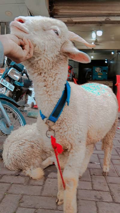 Longtail sheep