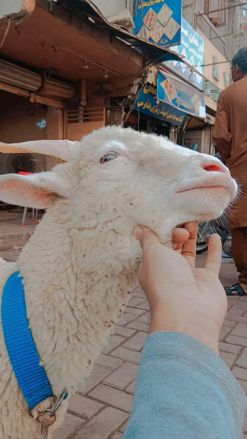 Longtail sheep — photo 2