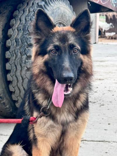 German Shepherd dog total vaccination 4 shot complete
