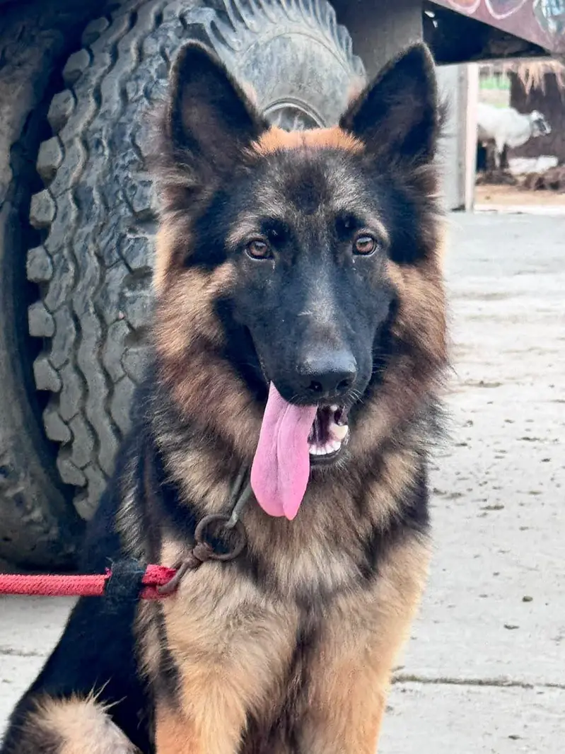 German Shepherd dog total vaccination 4 shot complete — photo 2