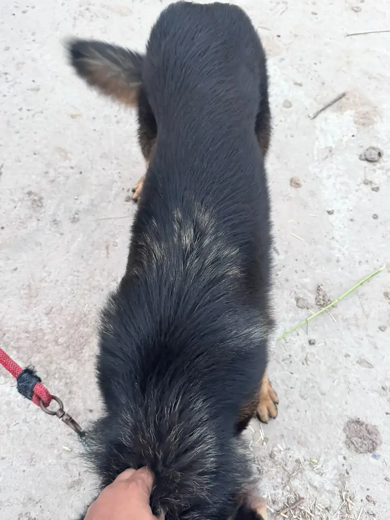 German Shepherd dog total vaccination 4 shot complete — photo 3