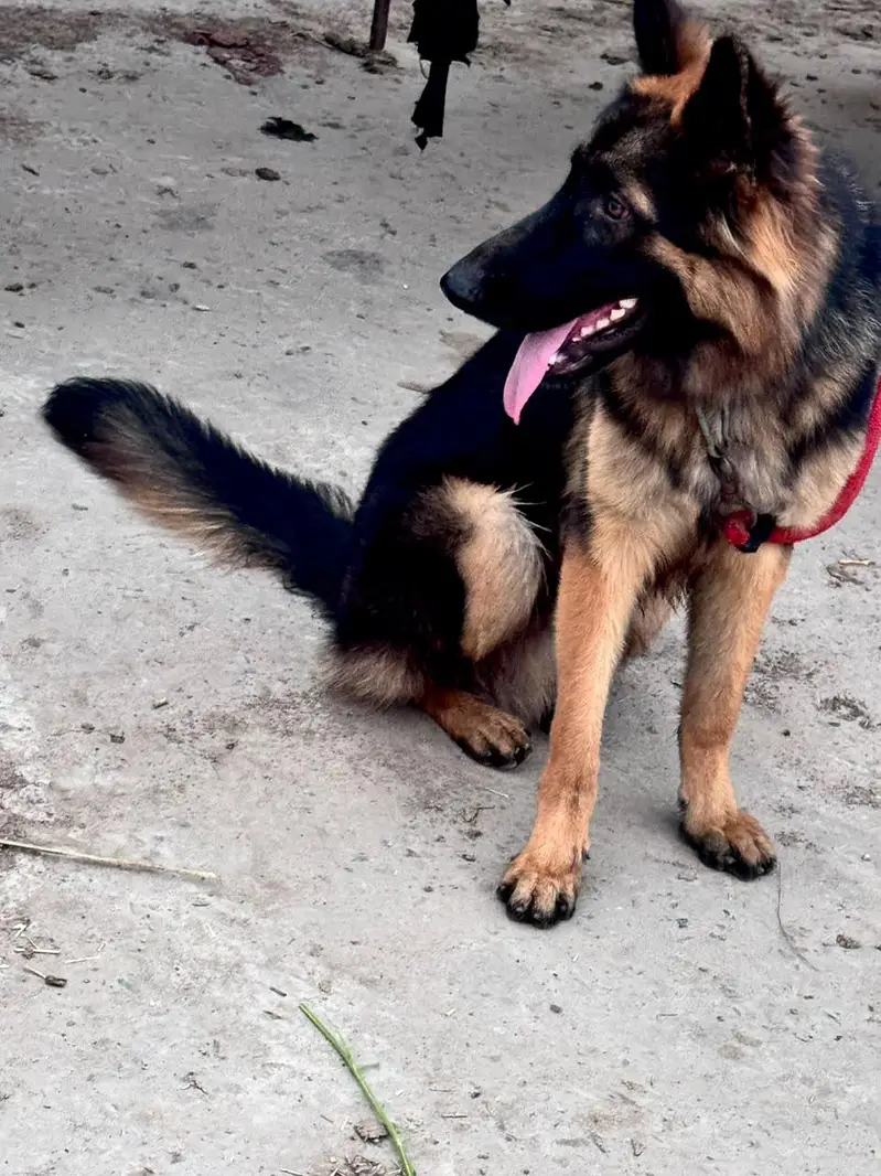 German Shepherd dog total vaccination 4 shot complete — photo 4