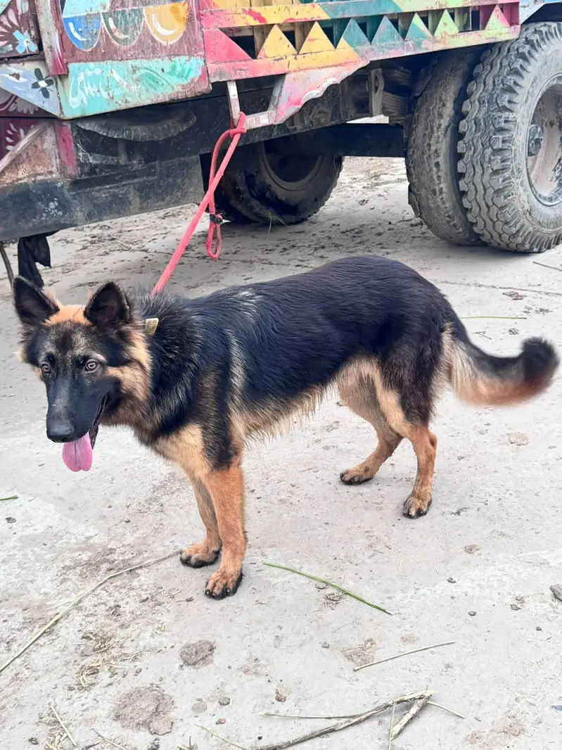 German Shepherd dog total vaccination 4 shot complete — photo 5