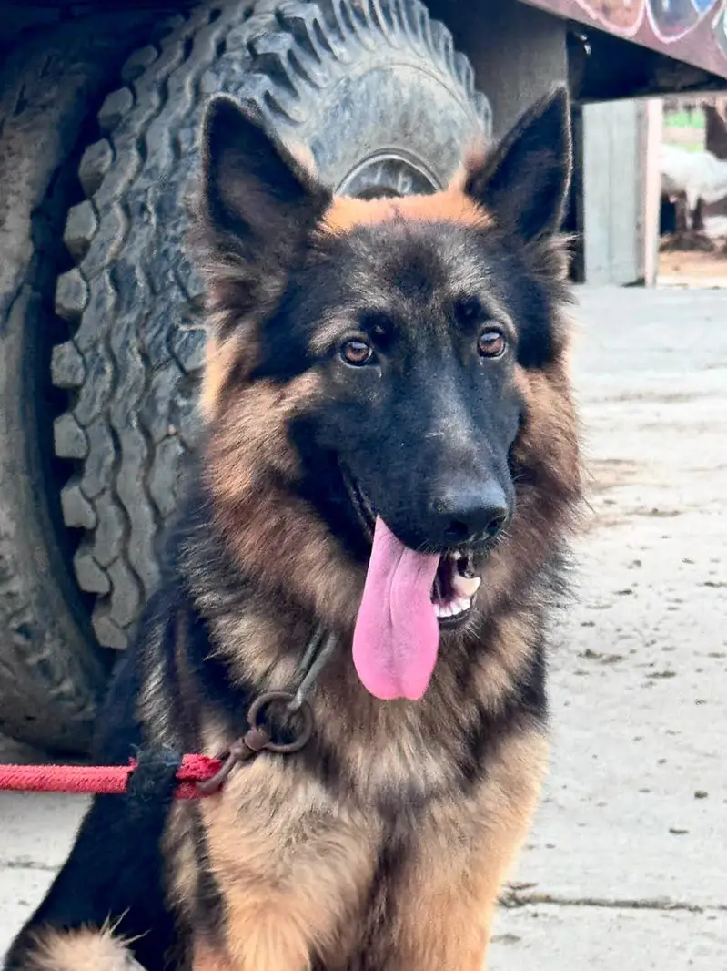 German Shepherd dog total vaccination 4 shot complete — photo 6