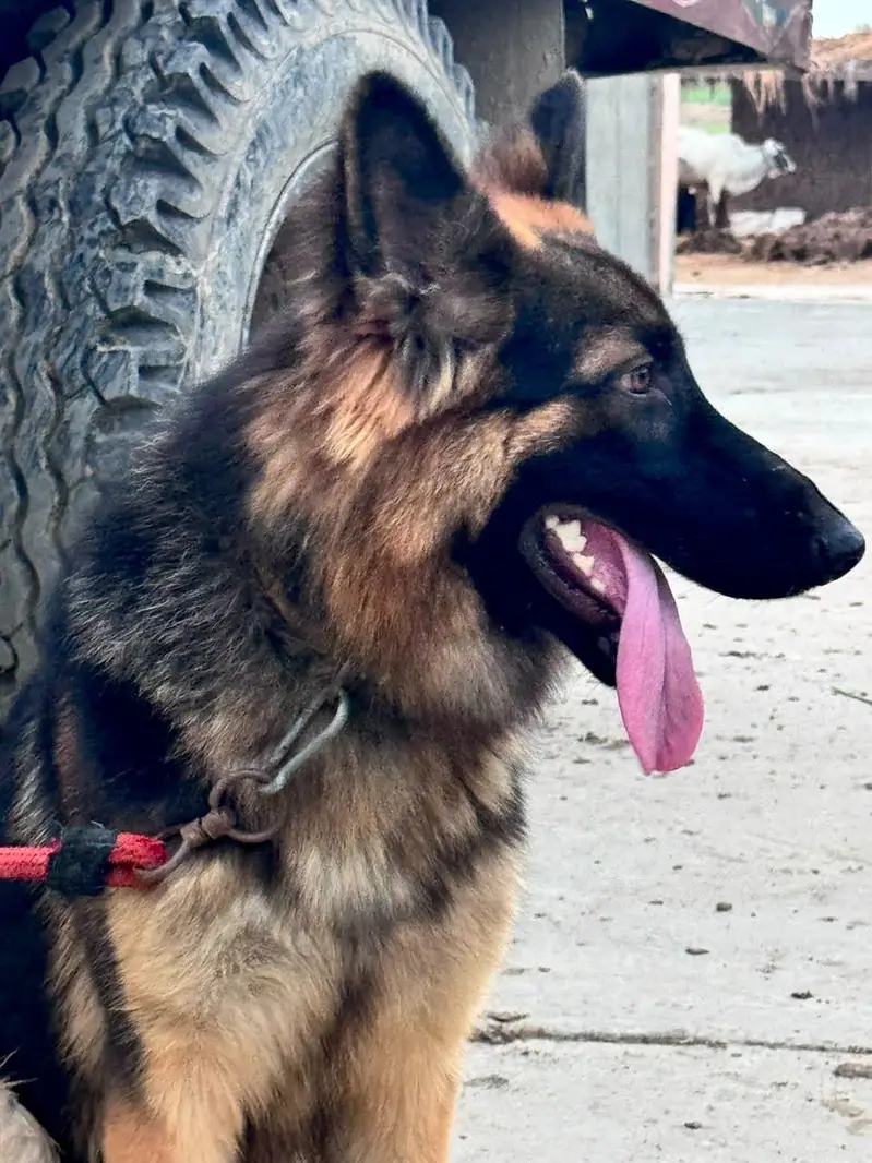 German Shepherd dog total vaccination 4 shot complete — photo 7