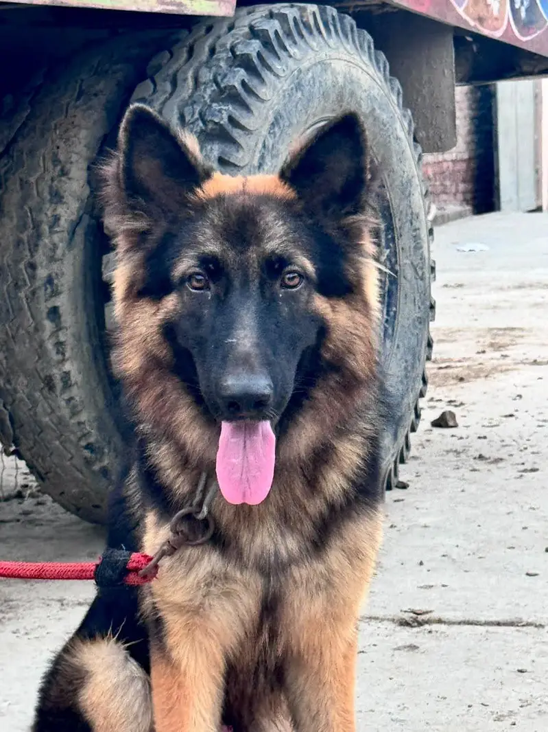 German Shepherd dog total vaccination 4 shot complete — photo 8