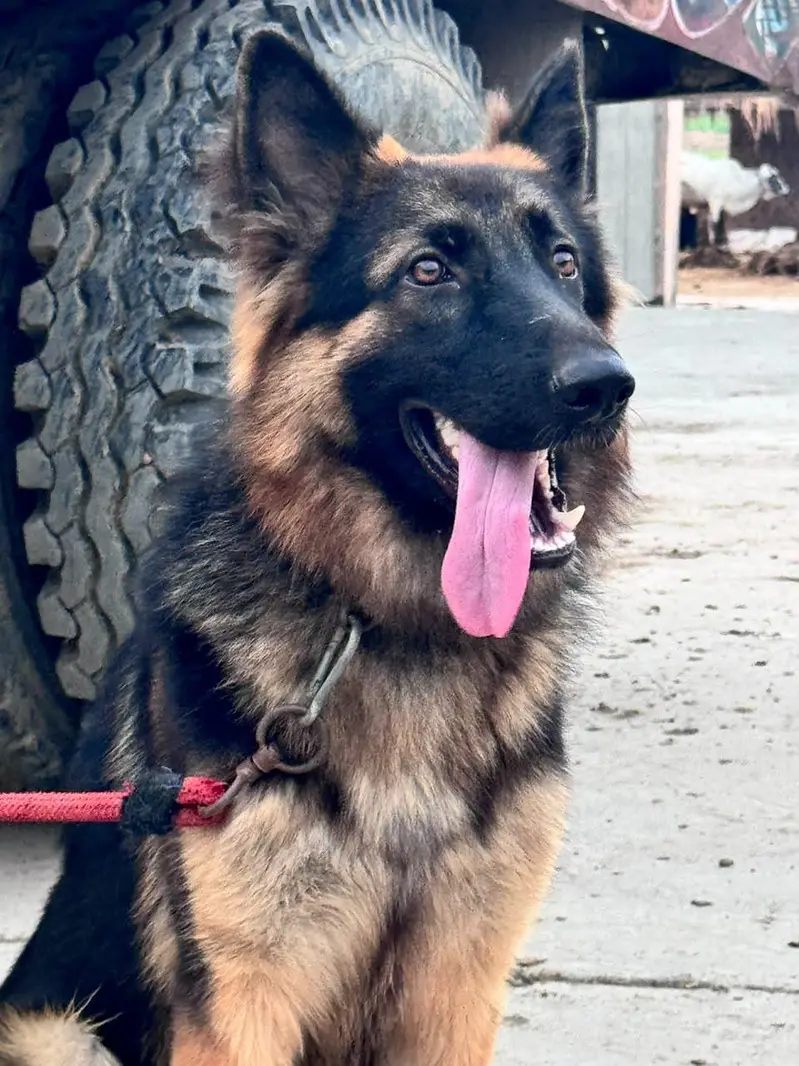 German Shepherd dog total vaccination 4 shot complete — photo 9