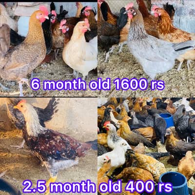 EGG LAYING HEN | DESI | GOLDEN | Misri| Chicks| Chuza|MURGI|PAthi