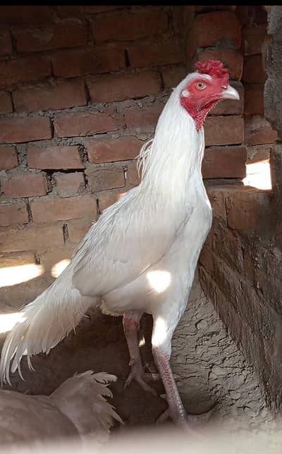 Heera Aseel paper white