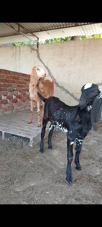 1 black bakra or 2 bakriyan