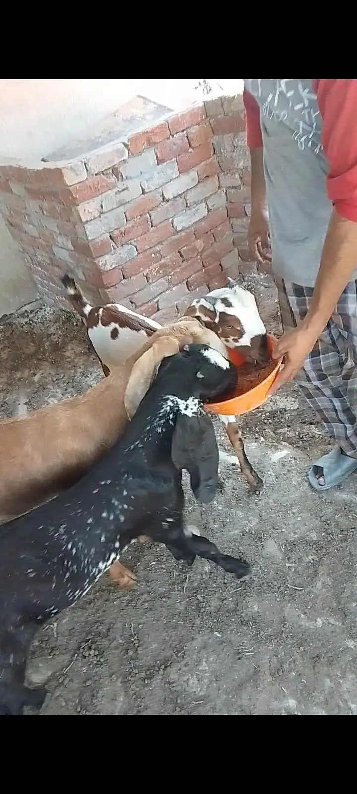 1 black bakra or 2 bakriyan — photo 2