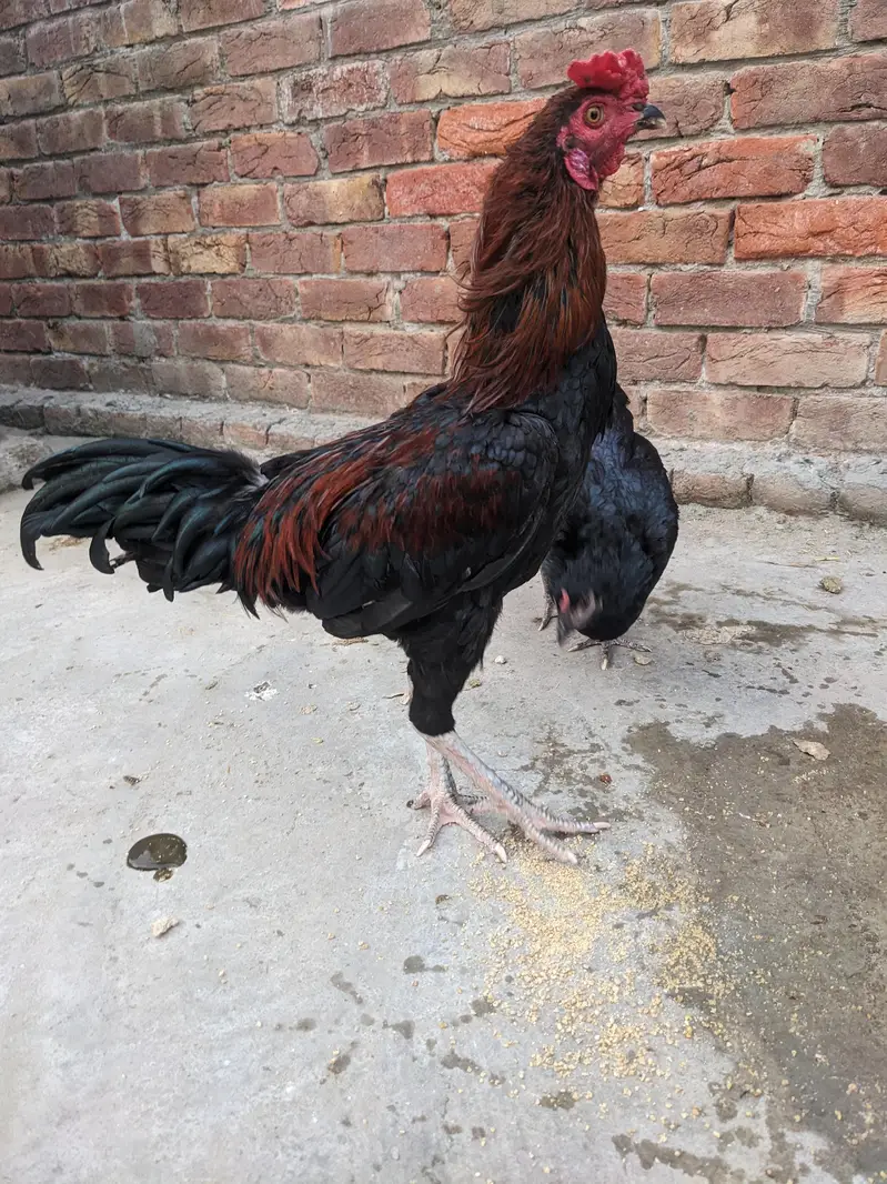 Dragon Nasl Aseel Morga — photo 2