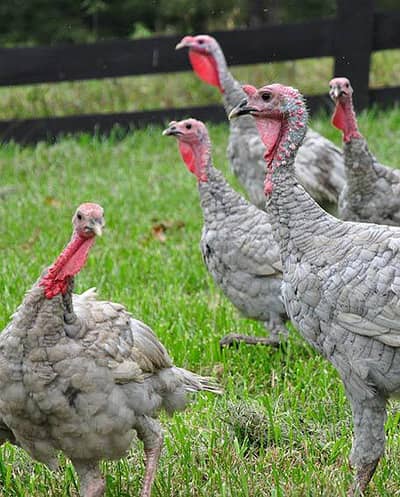 Blue Slate Turkey Breeder