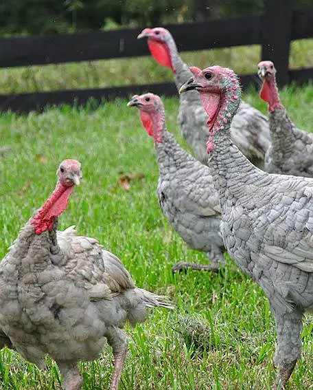 Blue Slate Turkey Breeder — photo 3