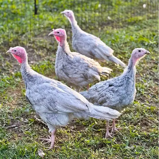 Blue Slate Turkey Breeder — photo 4