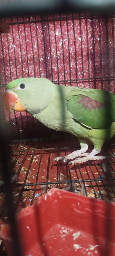 raw parrot female mini hand tame  or Pure white Aseel