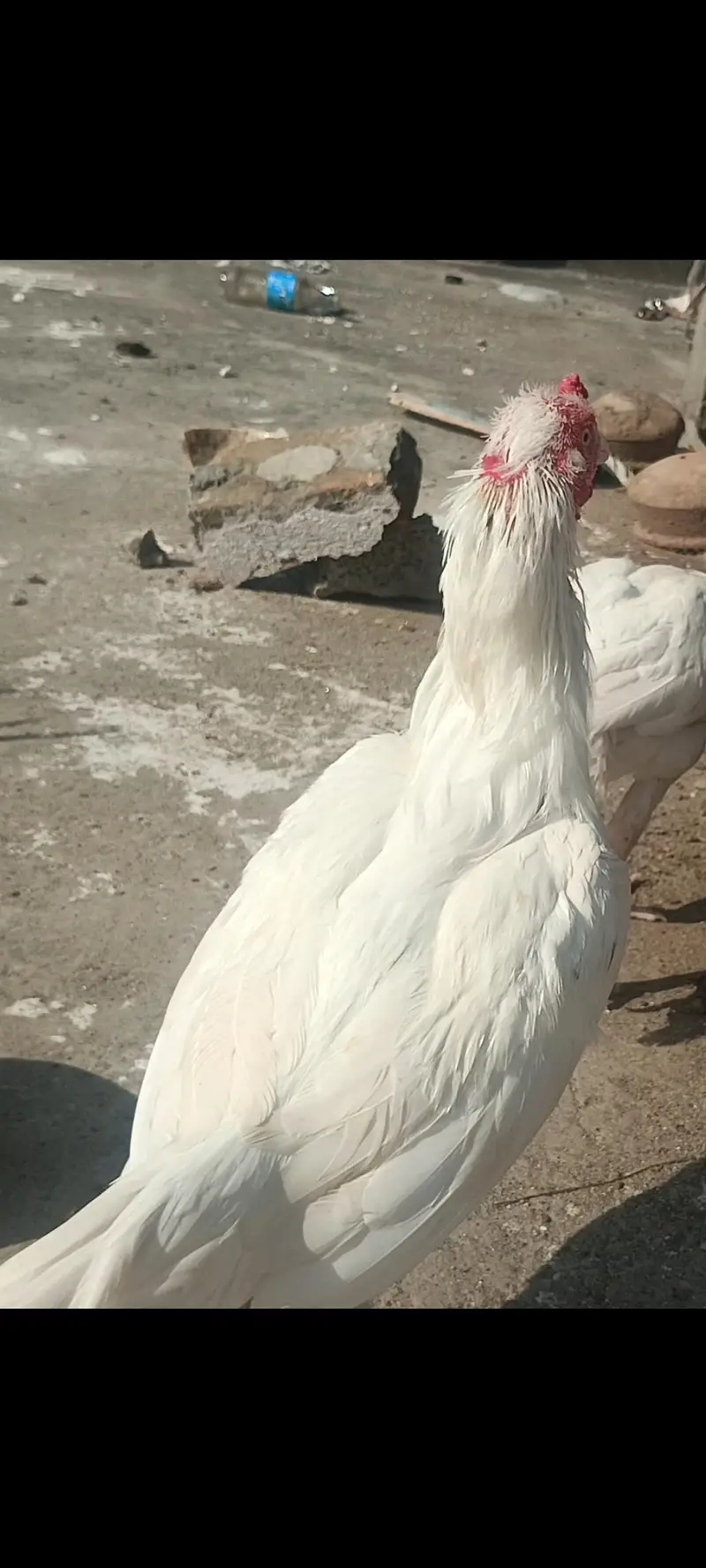 raw parrot female mini hand tame  or Pure white Aseel — photo 2